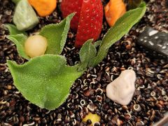 -素心小筑(后沙裕镇店)