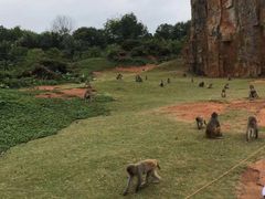 -海南热带野生动植物园