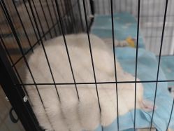 -镁连社·美联社