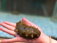 海参-大渔小鲜火锅店