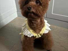 -帕帕拉兹宠物(亚洲旗舰店)