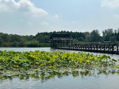 -溱湖国家湿地公园