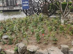 -北京龙庆四季香农家饭庄·灶台鱼·碳烤虹鳟鱼(龙庆峡店)