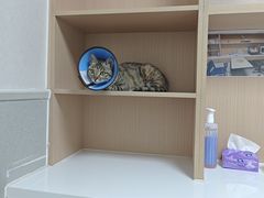 -谐和益家动物医院·免疫绝育·血液透析·宠保定点医院(高新伊藤分院)