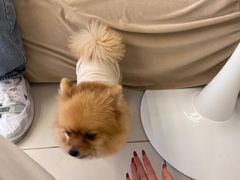 -怪兽屋·羊驼·猫咖·狗咖(俊华广场店)