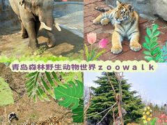 -青岛森林野生动物世界