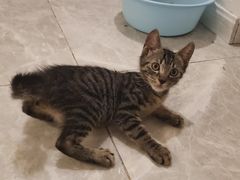 -艾贝尔宠物诊疗