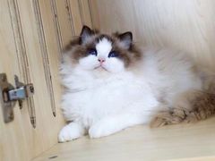 -三花喵·撸猫购宠·宠物生活馆(虹桥南丰城店)