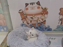 -糯米喵星人总部直营旗舰店·猫舍·幼猫出售