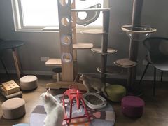 -东方名猫馆·英短金渐层布偶猫舍(环线广场1号楼店)