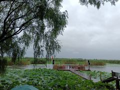 -洪湖生态旅游区