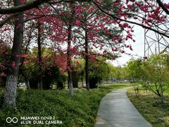 -昆山城市生态森林公园