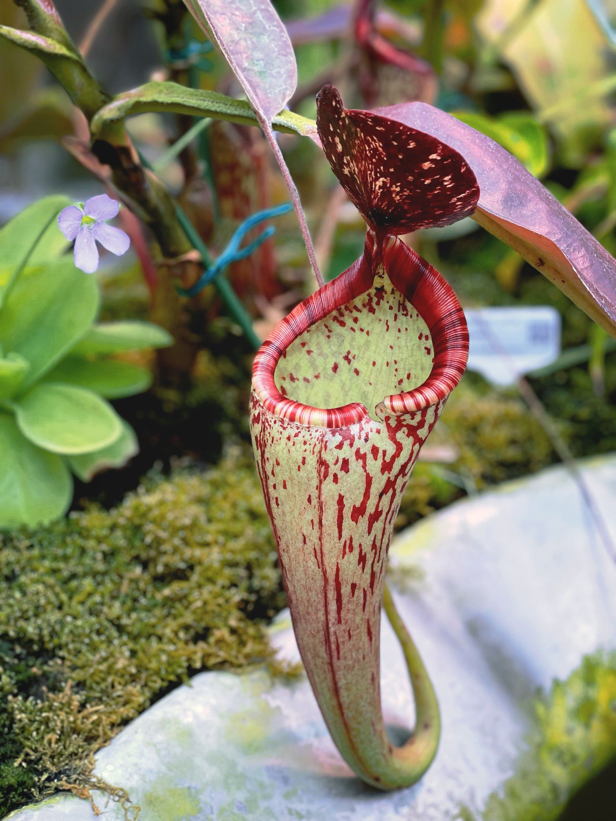 9797神奇的食虫草大合集|辰山植物园9191