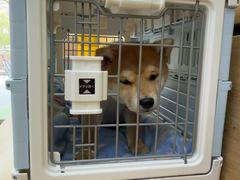 -瑞鹏宠物医院·宠保定点·心脏科·内科(御桥分院)