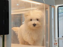 -翊宠yipet猫狗购宠庄园犬舍•猫舍