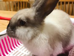 -藦茜花园宠物主题亲子互动体验馆(国顺东路店)