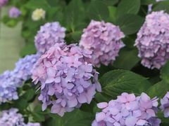 -合肥滨湖国家森林公园