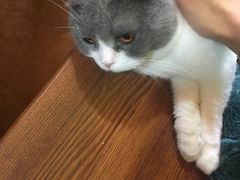 -李小姐の猫咖啡馆(五角场店)