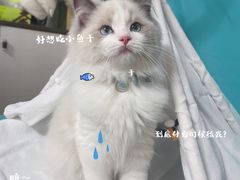 -lincat·猫舍(广州店)