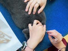-芭比堂动物医院·犬猫全科·异宠专科(雁塔分院)
