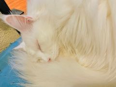 -猫小院猫主题咖啡厅(北锣店)