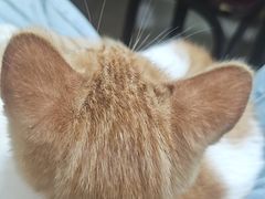 -瑞派福兴宠物医院犬猫全科·骨科·中西医结合(河东店)