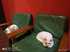 -猫色咖啡·猫咖