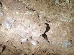 -西峡恐龙遗迹园