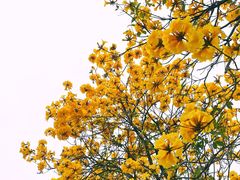 -南国桃园旅游度假区