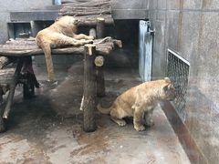 -西安秦岭野生动物园