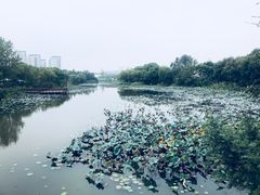 -新江湾城公园