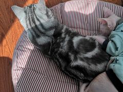 -团子家猫咪猫咖馆·柯基·柯尔鸭