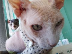 -猫在这儿猫咪咖啡馆·撸猫馆
