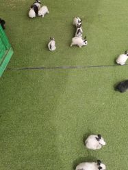 -萌宠亲子动物乐园(槐房万达店)