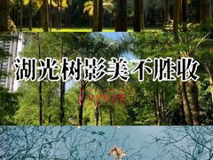 -金花茶公园