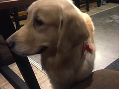 -百好乐宠物友好餐厅(朝外大街店)