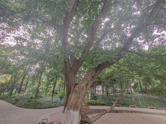 -成都市活水公园