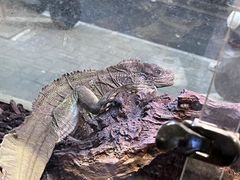 -酷以爬仙阁实体爬宠店·守宫·蜥蜴·专业繁育