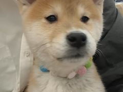 -柴犬小屋·柴餐厅·狗咖食堂(金鼎广场店)