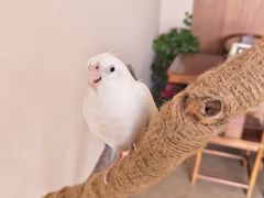 -雅苑中餐厅