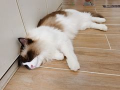 -李小姐の猫咖啡馆(五角场店)
