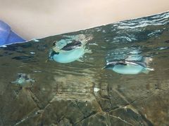 -成都浩海立方海洋公园