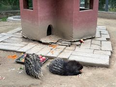 -青藏高原野生动物园