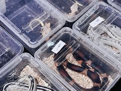 -上海跨国采购会展中心