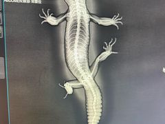 -北京观赏动物医院·24小时大型综合·猫专科·异宠专科