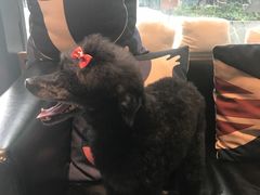 -Oh My Dog宠物沙龙(伊珊娜皮毛护理店)