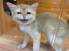 -猫十亿·布偶金渐层·曼基康矮脚猫舍(青年路店)