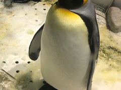 -大连圣亚海洋世界