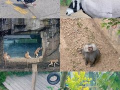 -大连森林动物园