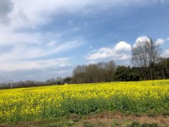 -桤木河湿地公园